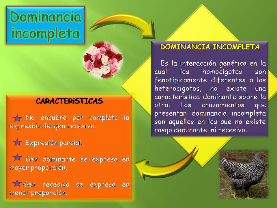 LOS MISTERIOS DE LA GENÉTICA Dominancia Completa e Teoría