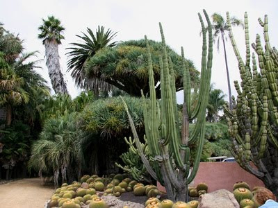 12 maravillosos jardines de cactus · diseños creativos · consejos ...