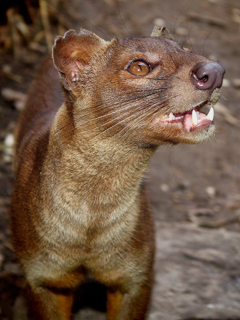 Animals You May Not Have Known Existed - The Fossa