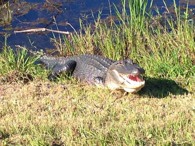 An alligator in the sun at the Cameron Prairie National Wildlife Refuge