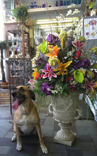 Dog Days of Summer - Stein Your Florist Co. Dog Days of Summer - Stein Your Florist Co.