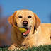 Hond met bal in bek