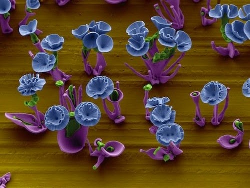 04-Harvard-University-Flowers-Crystals-Microns-Barium-Chloride-Sodium-Silicate-Water-www-designstack-co