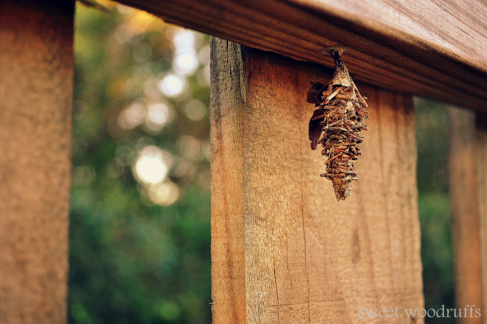 Sweet Woodruffs Bagworm Cocoon