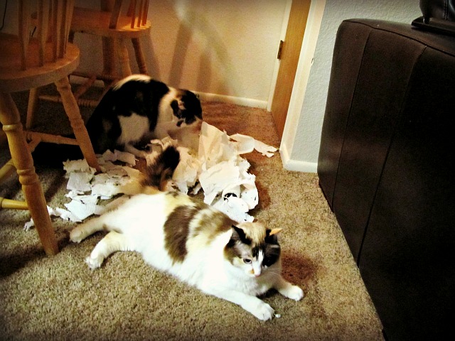 Kitten Paper