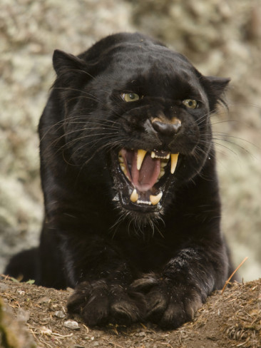 Lion growling klaserie drought affected south snarling africa male Amazing Animals Pictures: The Ebony Feline: The Black Panther (Panthera