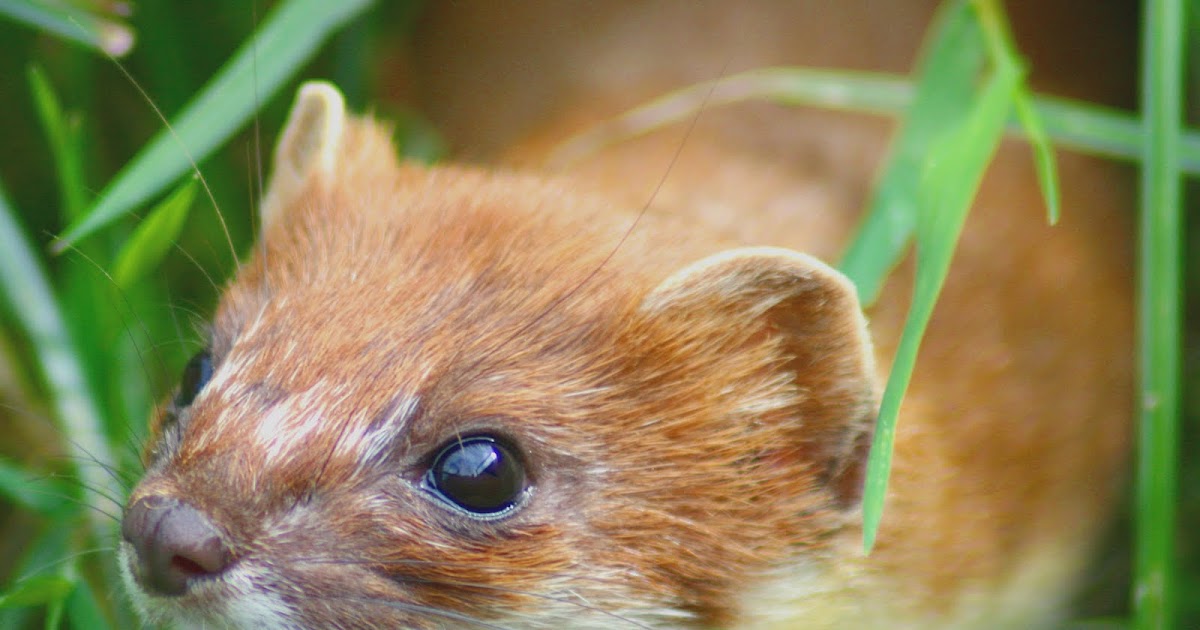 History of German Science The Winter Least Weasel (aka