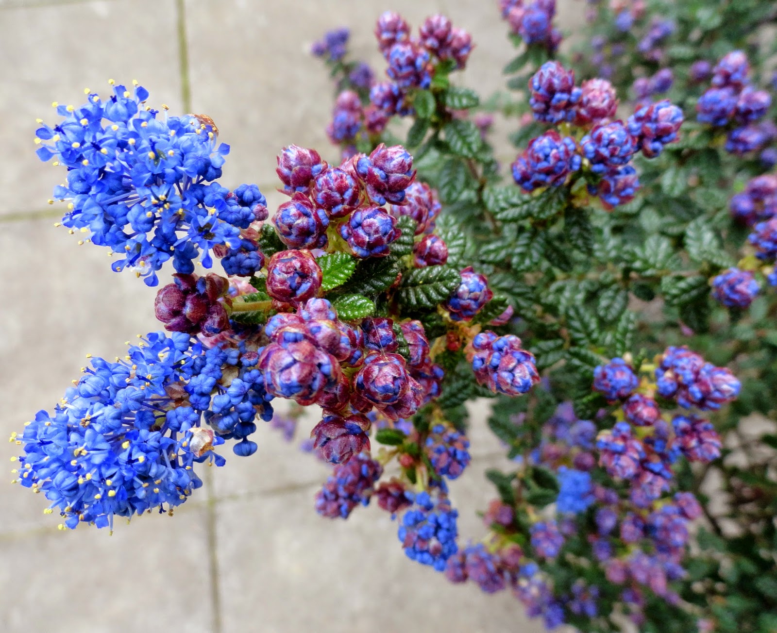 danger garden Ceanothus �Dark Star� is my favorite plant