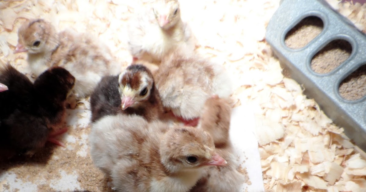 Sunflower Hill Homestead How to Incubate and Hatch Turkey Eggs