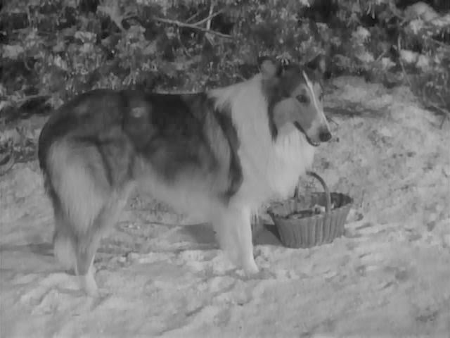 Lassie (Franchise) - TV Tropes