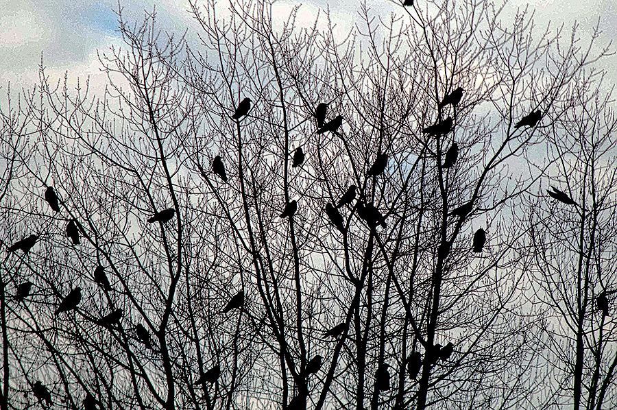 Birding Is Fun! Birds up close and personal, and European Magpie