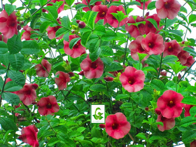 Olokanonda Or Allamanda Allamanda Cathartica
