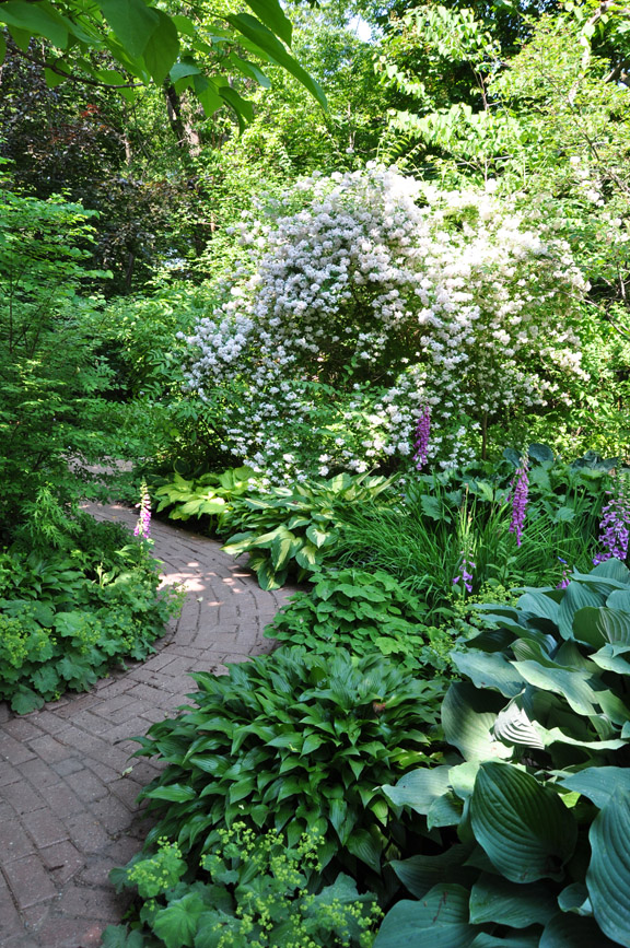 Three Dogs in a Garden: Down the Garden Path: Part 2 shade garden path ideas