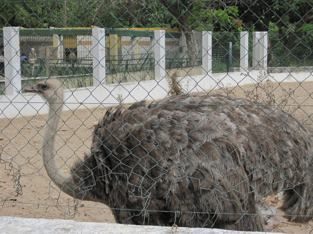 Avestruz del Zoo de Dakar