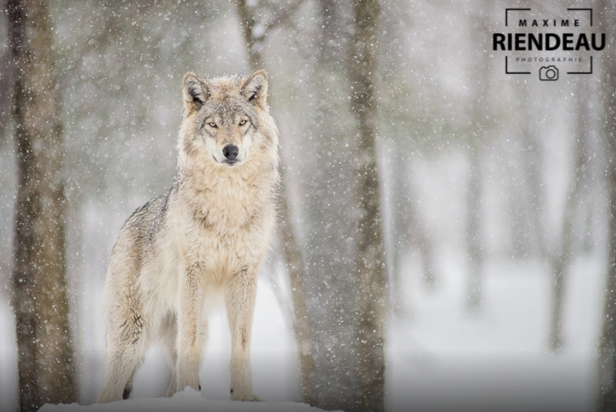 White Wolf : Fascinating Wildlife Pictures of Maxime Riendeau Will Take