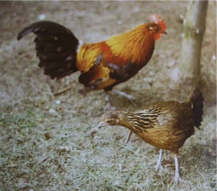 gallos y gallina bankiva