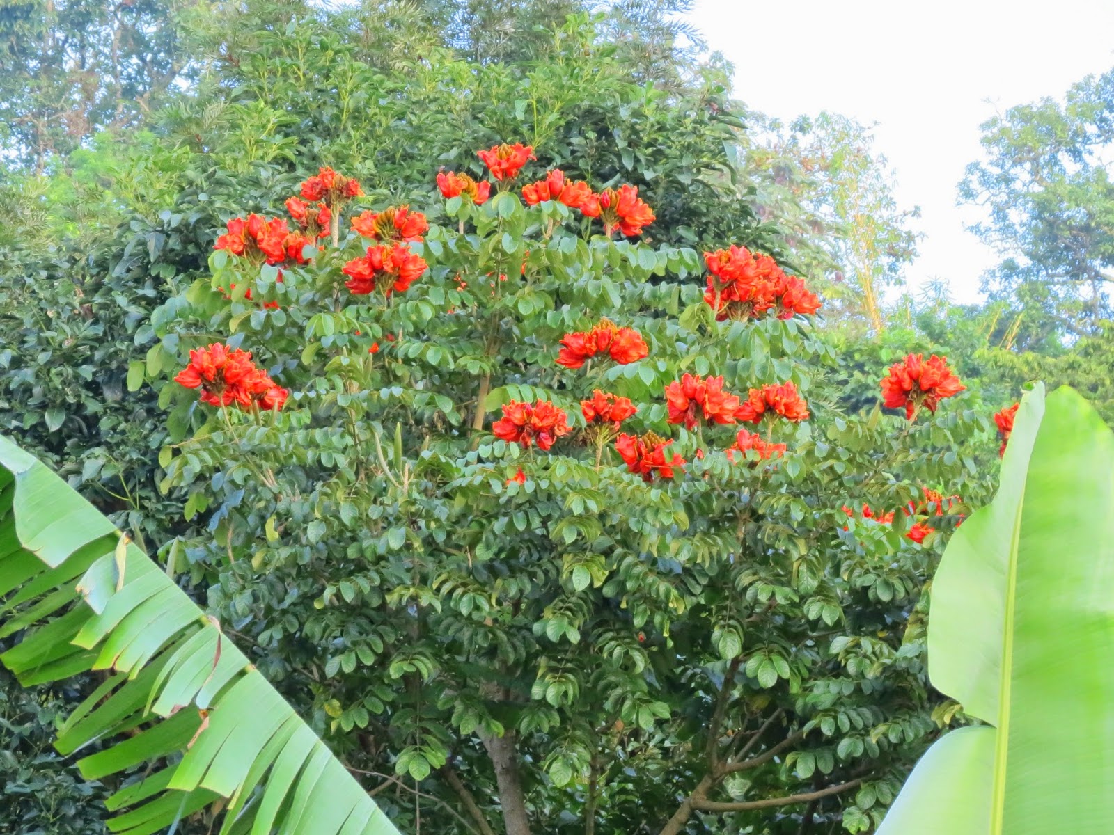 Flor de fuego SmashPedia