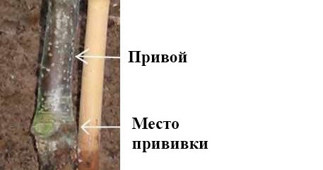 Поздравление с днем рождения юле в стихах 79