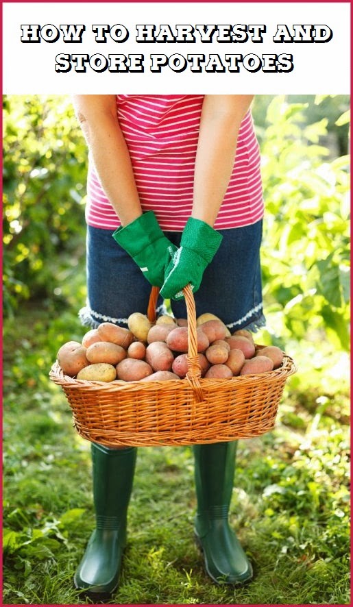 How to harvest and store potatoes vegetable_gardening Organic Gardening