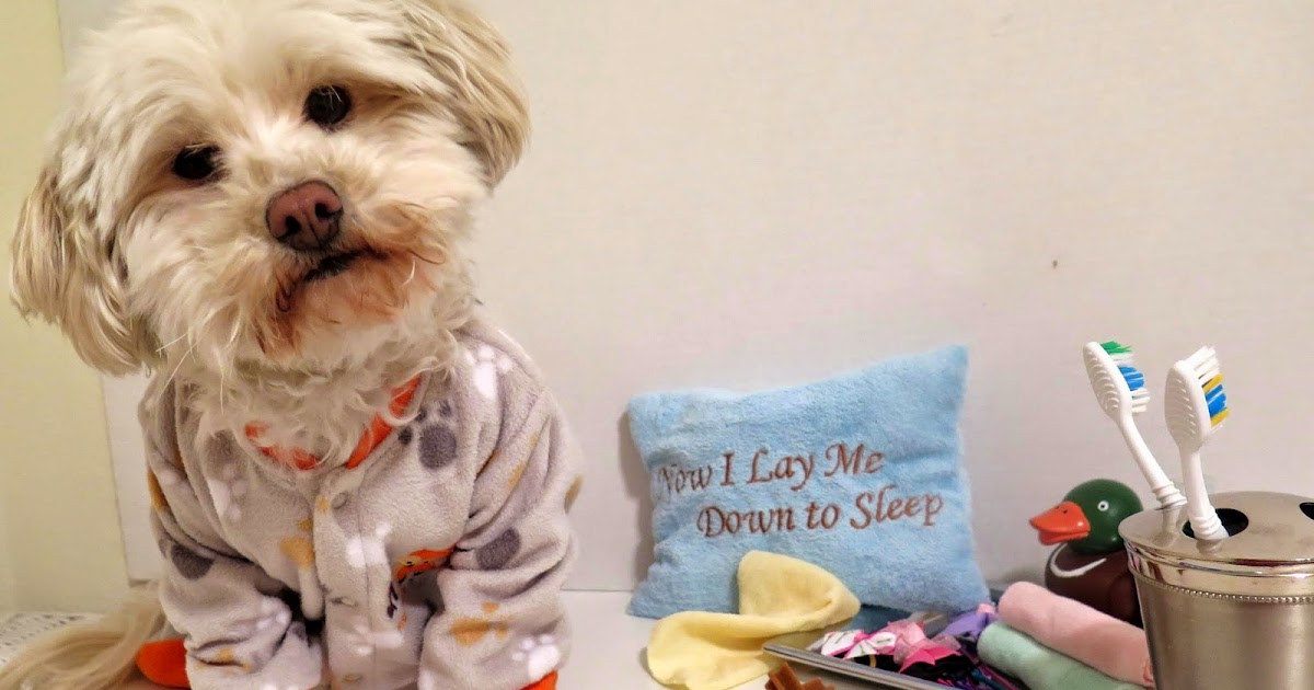 Dogs Luv Us and We Luv Them Give Your Dog A Healthy Smile With