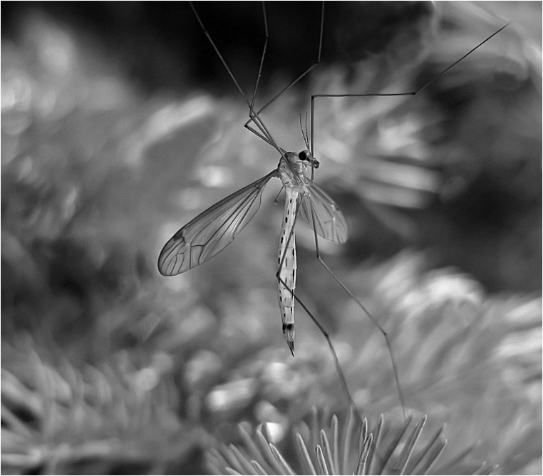 emphoka, photo of the day, Jjhdog2, Panasonic Lumix DMC-FZ35 emphoka, photo of the day, Jjhdog2, Panasonic Lumix DMC-FZ35