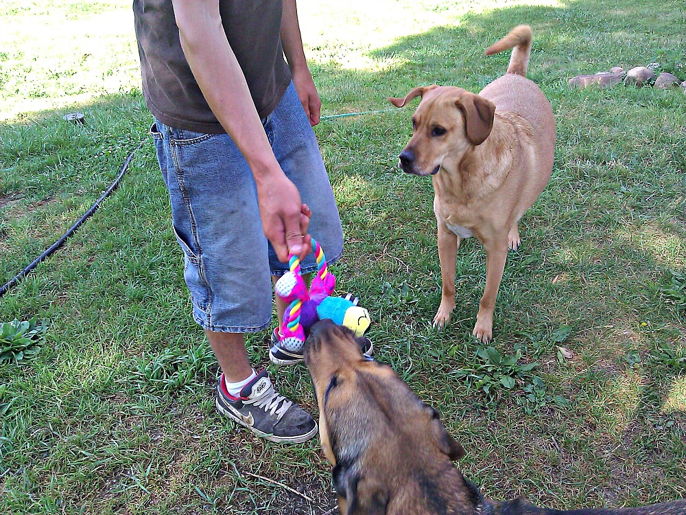 New Toys R Us Pets Dog Toys at PetSmart Review & Giveaway Springing