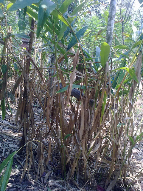 Cardamom Plants