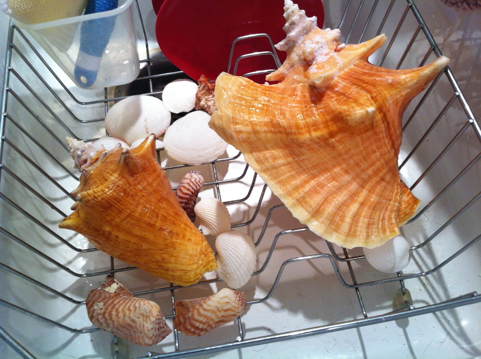 Hayley Daily HowTo DeStinkify and Polish Sea Shells