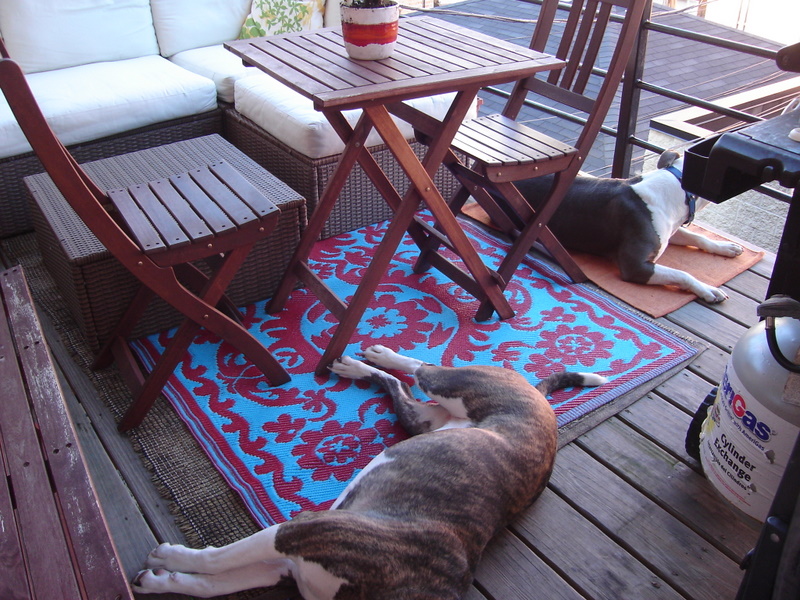 dog proof coffee table