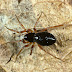 Αράχνη Oedothorax retusus
