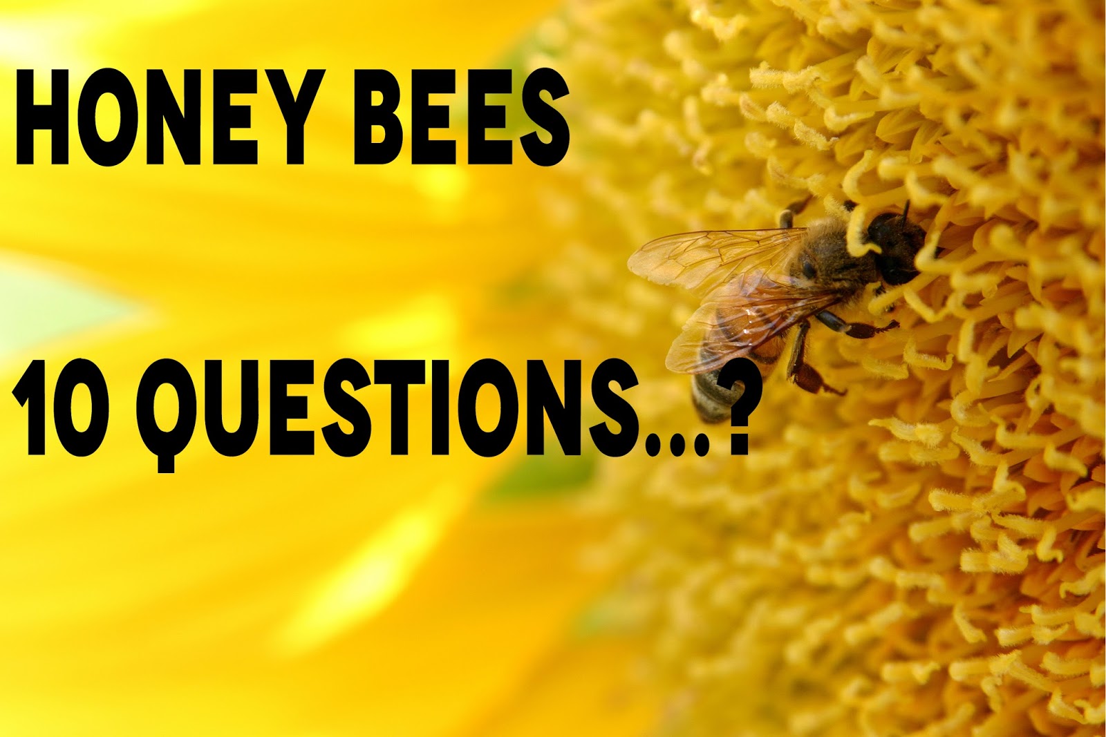 Worksheet Questions About Bees worksheet questions about bees mikyu free all honey 10 and anwesrs history channel anyone provides