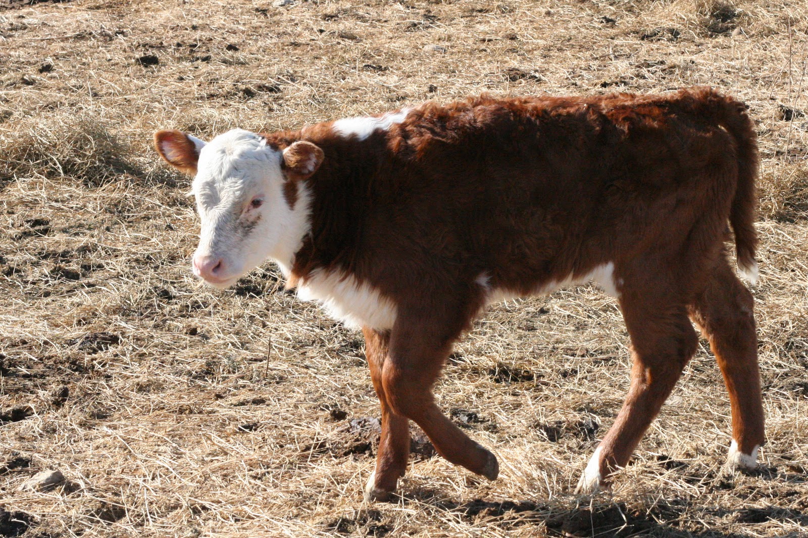 Finding the Balance baby calves.
