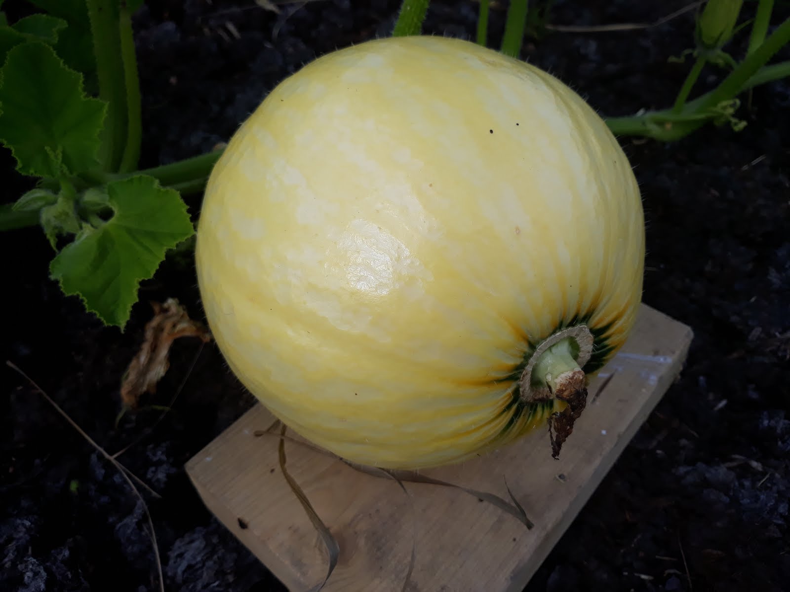 Squash Surprise