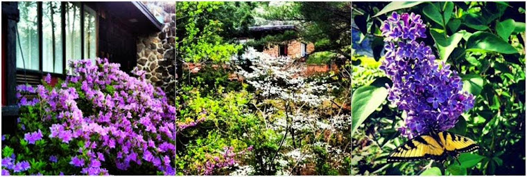 Spring Flowers at Hawksbill Cabin