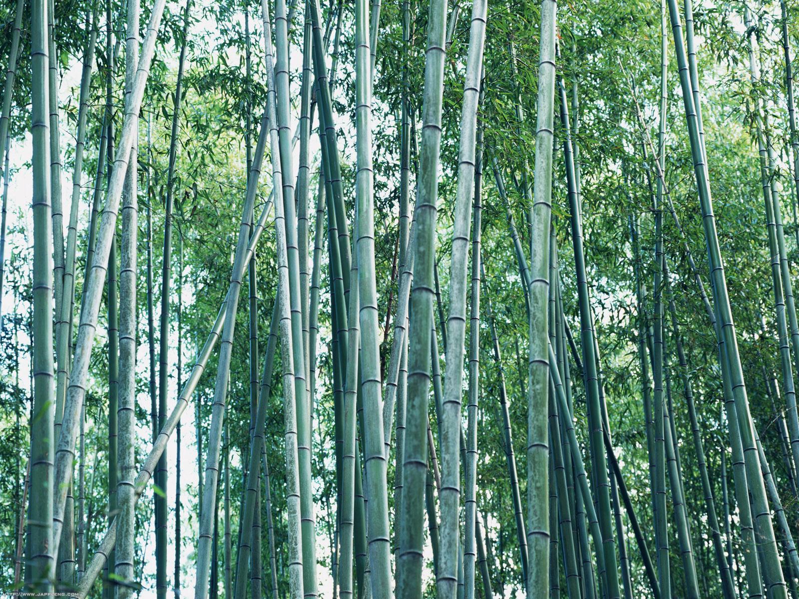 http://2.bp.blogspot.com/-hauXVSXlNc0/Tq0ce0JmWZI/AAAAAAAABe0/PvUhqyhg6to/s1600/japanese-bamboo-wallpaper.jpg