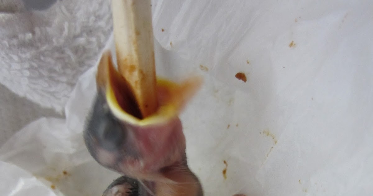 ふじや店長ブログ 雀のひなです