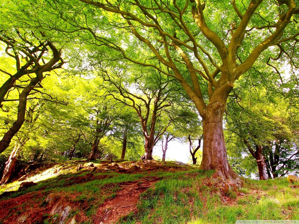 http://2.bp.blogspot.com/-haw1G2JXTyQ/T_VMReTNoTI/AAAAAAAAAq8/N0-zPuIyEzk/s1600/hill_trees-wallpaper-1024x768.jpg