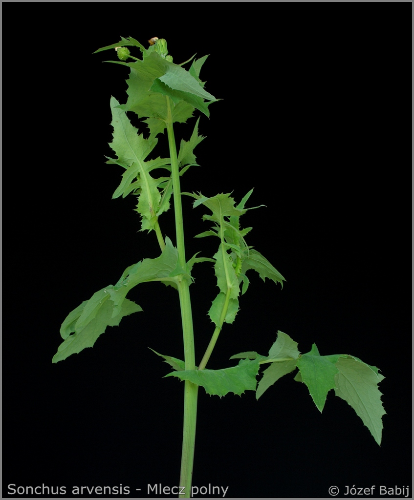 Sonchus arvensis Growth Habit - Mlecz polny pokrój
