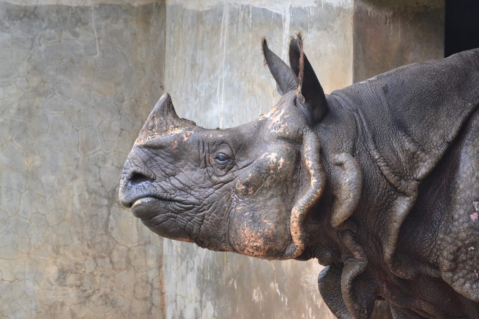 Rhinoceros at Nandankanan zoological park