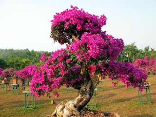 Bougainvillea Bonsai Bougainvillea Bonsai
