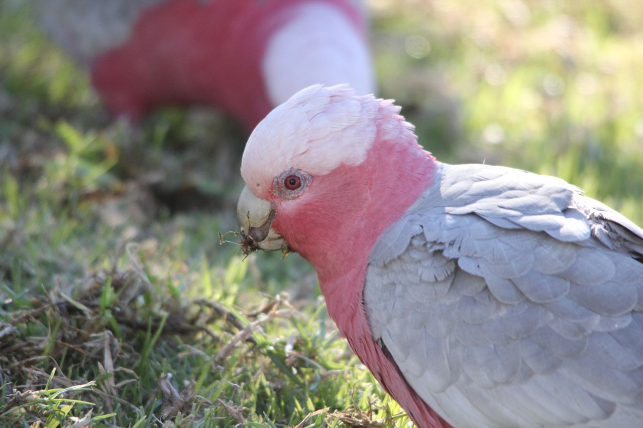 Pete's Flap Birding Aus Galahs and the front lawn