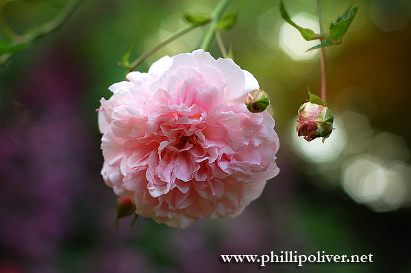 Rose Francois Juranville