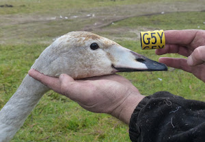 Whooper Swan