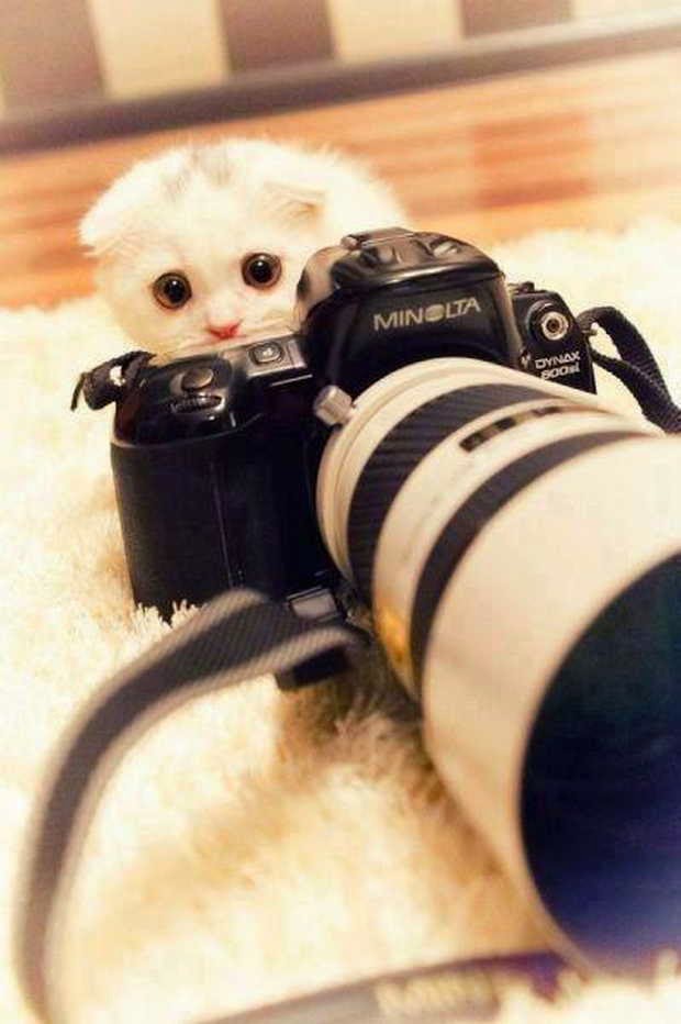 funny cats, cat photo, cute cat