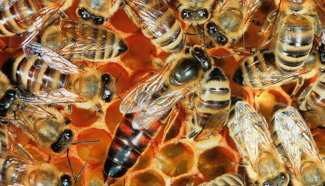 abejas-y-numero-pi.jpg