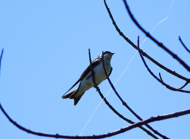 Tree Swallow - Prospect Park, New York