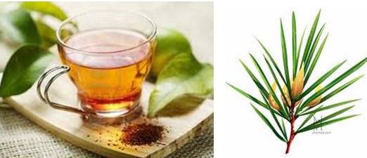Is Rooibos Tea Good For Dogs Is Rooibos Tea Good For Dogs