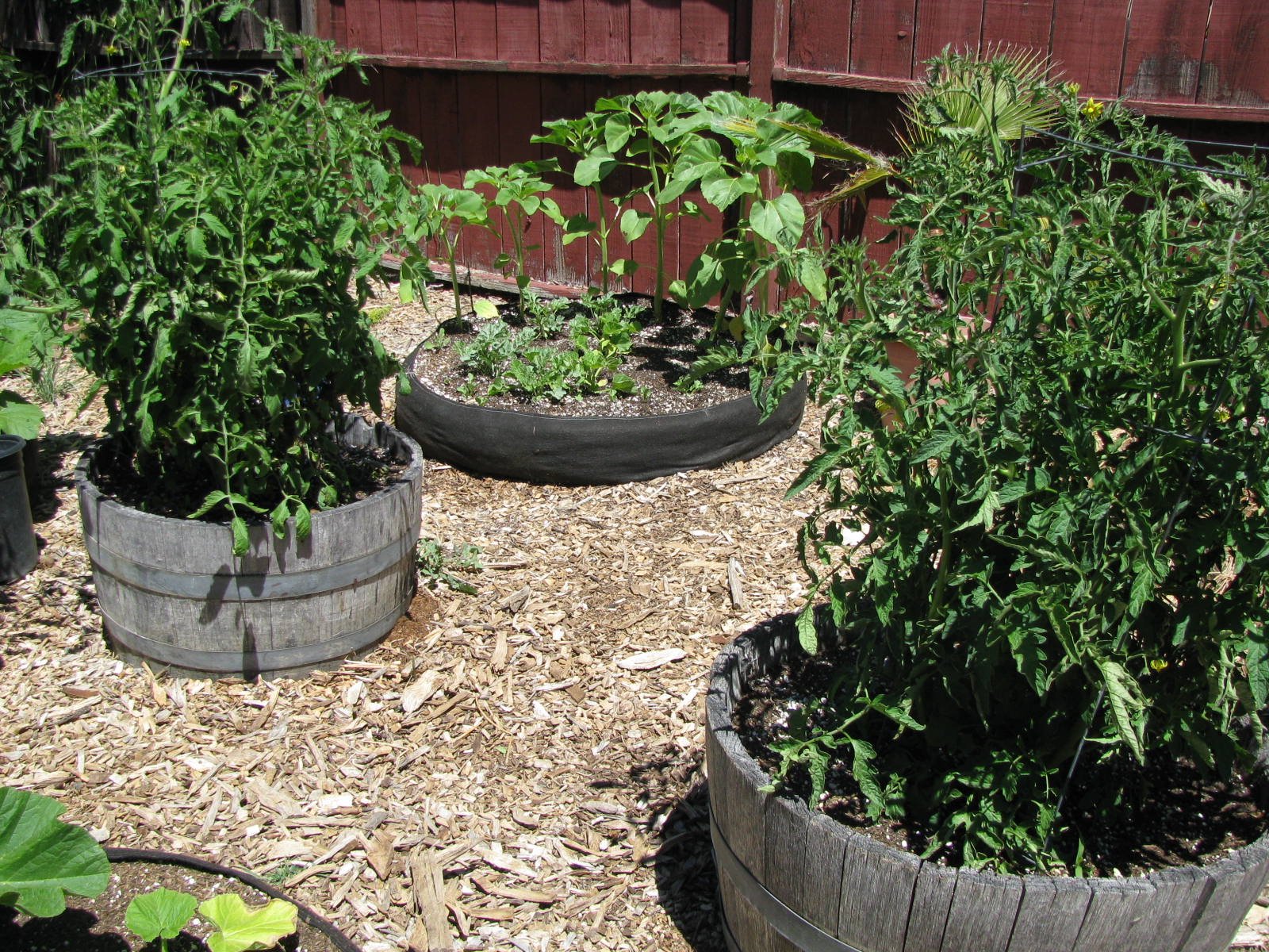 Landscape Redo Garden with raised beds and fabric pots