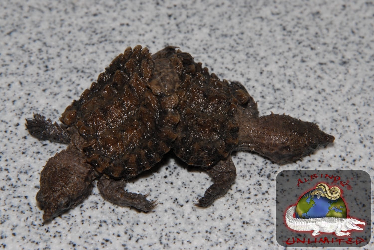 Giant Snapping Turtle