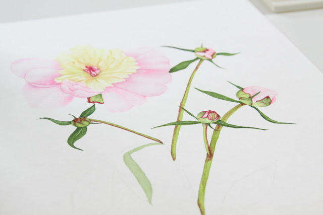 peonies, painting, watercolor, Anne Butera, My Giant Strawberry